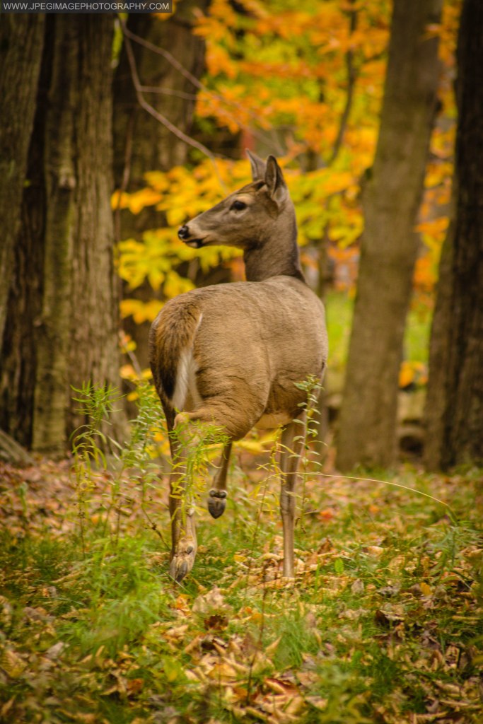 Female deer (Doe) walking through a wooded area of East Stroudsburg, PA.