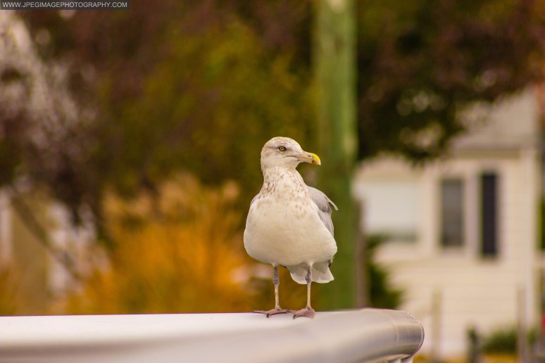 Seagull on a fence.