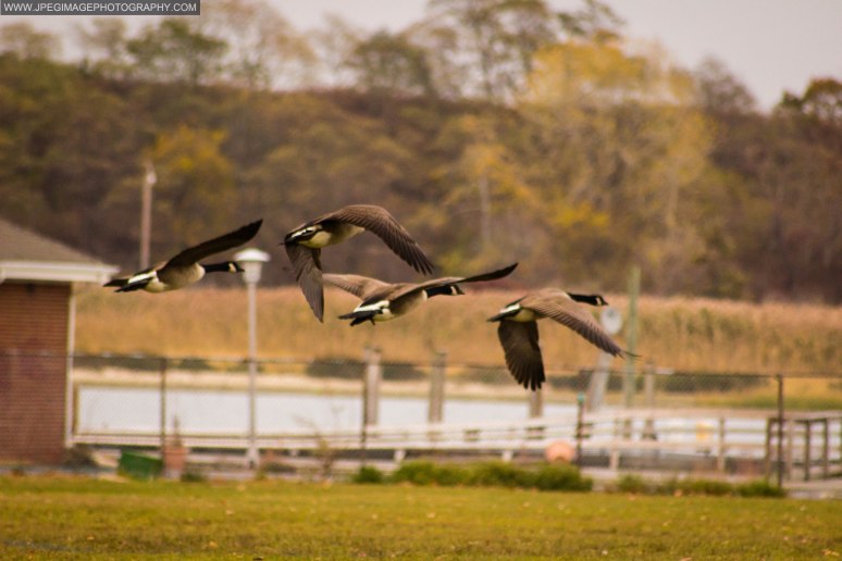 Group of Canada Goose (Branta Canadensis) in flight.