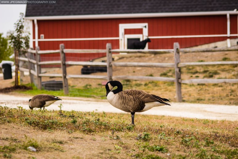 Canada Goose (Branta Canadensis) at the Norman J. Levy Park Preserve in Freeport L.I. 