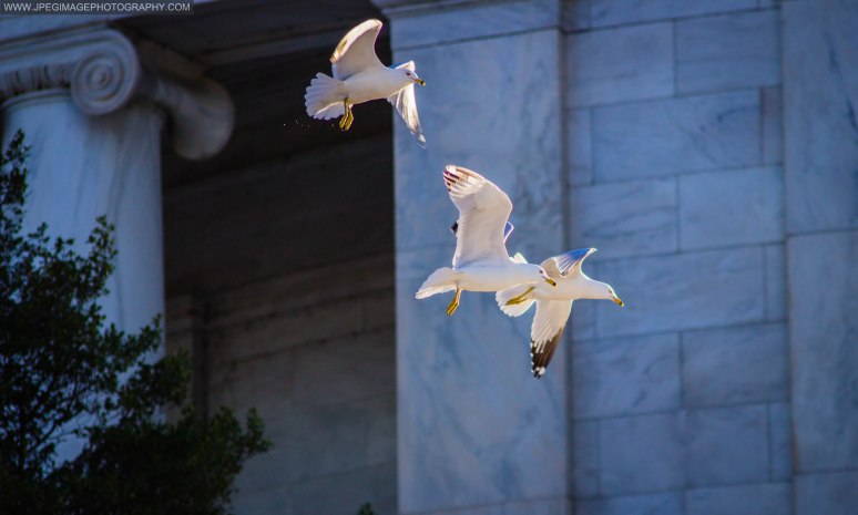 Seagulls in flight near the Thomas Jefferson memorial in Washington DC.