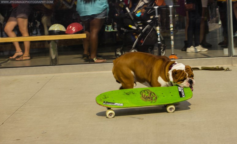 Bulldog takes a bite of a skateboard near Jane's Carousel in Brooklyn Bridge Park located in DUMBO Brooklyn New York.