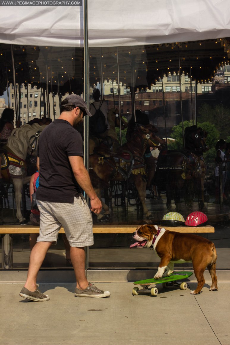 Bulldog and owner playing with a skateboard near Jane's Carousel in Brooklyn Bridge Park located in DUMBO Brooklyn New York.